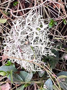 Oakmoss (Evernia prunastri) photo