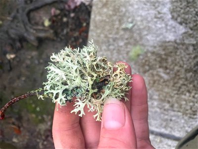 Oakmoss (Evernia prunastri) photo