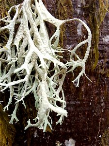 Oakmoss (Evernia prunastri) photo