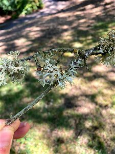 Oakmoss (Evernia prunastri) photo