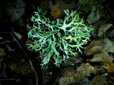 Oakmoss (Evernia prunastri)