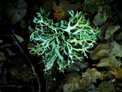 Oakmoss (Evernia prunastri) photo