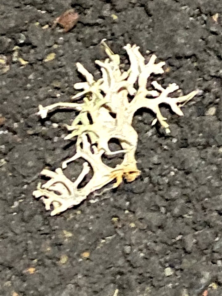 Oakmoss (Evernia prunastri)