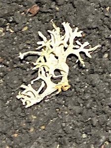 Oakmoss (Evernia prunastri)