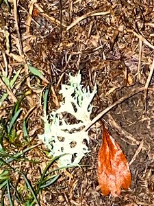 Oakmoss (Evernia prunastri)