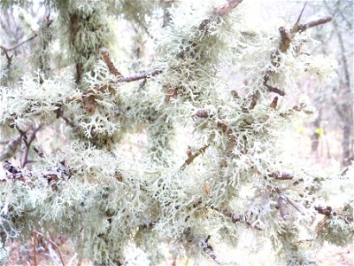 A lichen (possibly, Evernia prunastri) photo