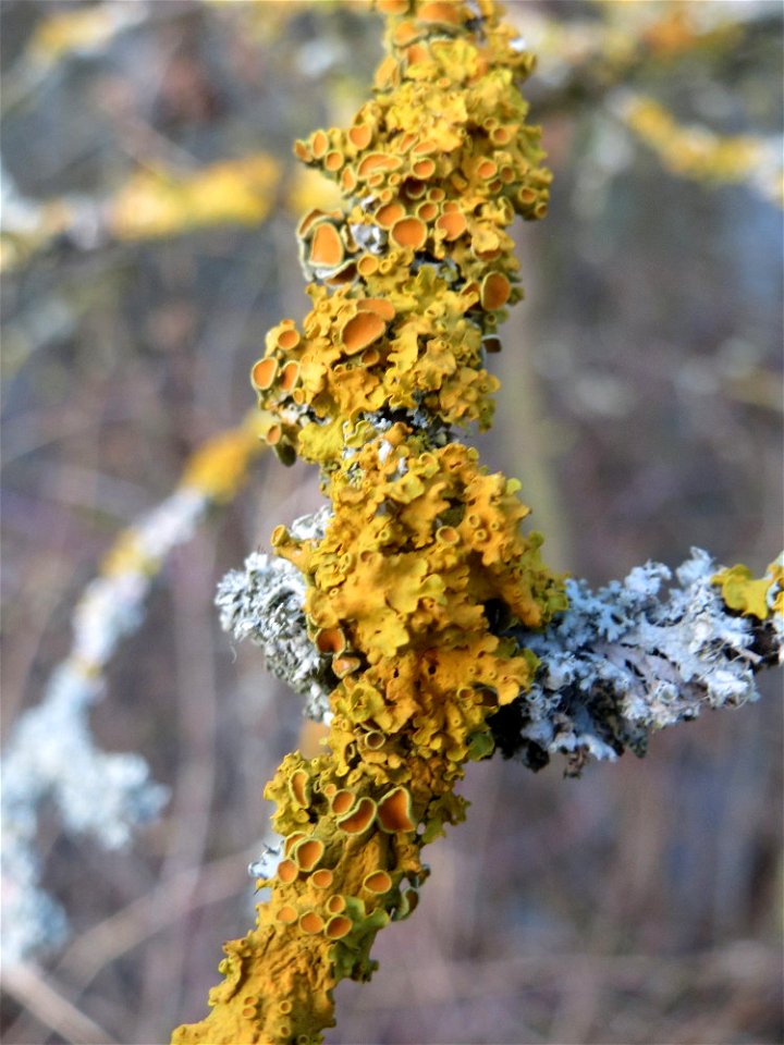 Gewöhnliche Gelbflechte (Xanthoria parietina) in Hockenheim