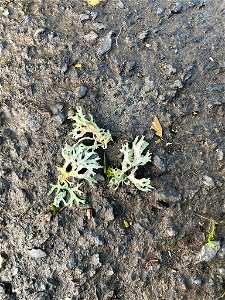 Oakmoss (Evernia prunastri)