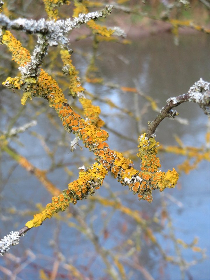 Gewöhnliche Gelbflechte (Xanthoria parietina) in Hockenheim