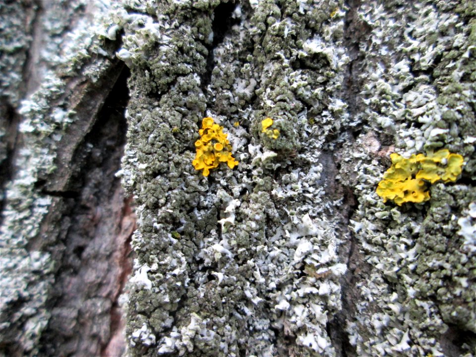 Gewöhnliche Gelbflechte (Xanthoria parietina) an einer Linde in Hockenheim