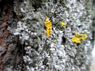 Gewöhnliche Gelbflechte (Xanthoria parietina) an einer Linde in Hockenheim photo