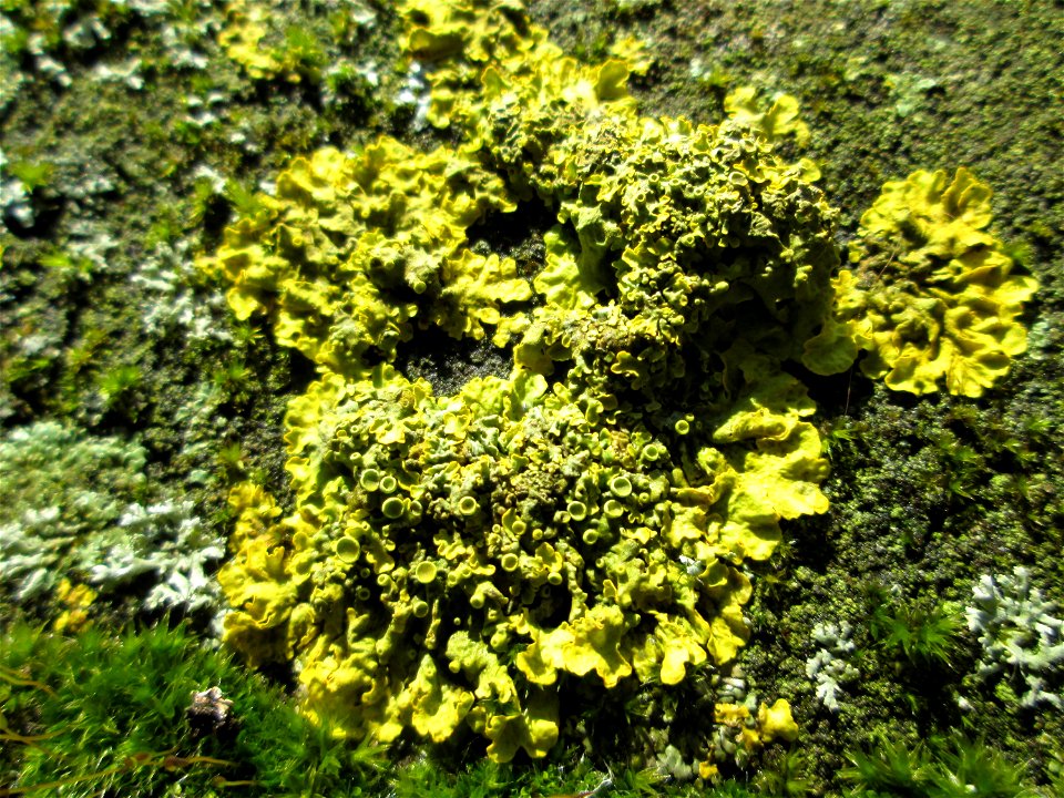 Gewöhnliche Gelbflechte (Xanthoria parietina) an der Bismarkbrücke in Saarbrücken