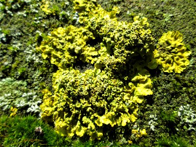 Gewöhnliche Gelbflechte (Xanthoria parietina) an der Bismarkbrücke in Saarbrücken