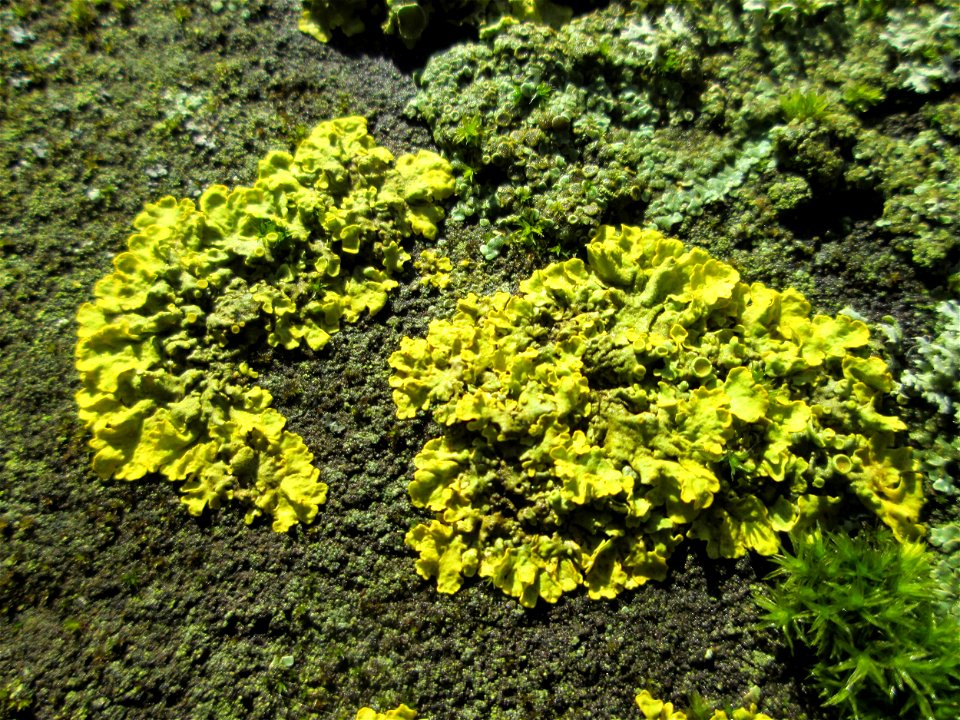 Gewöhnliche Gelbflechte (Xanthoria parietina) an der Bismarkbrücke in Saarbrücken