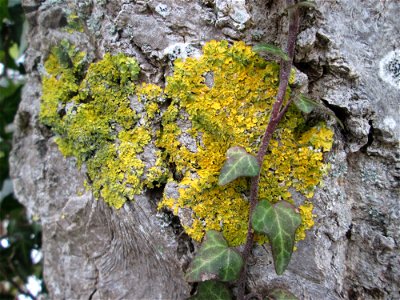 Gewöhnliche Gelbflechte (Xanthoria parietina) an einem Baum an der Saar in Saarbrücken photo