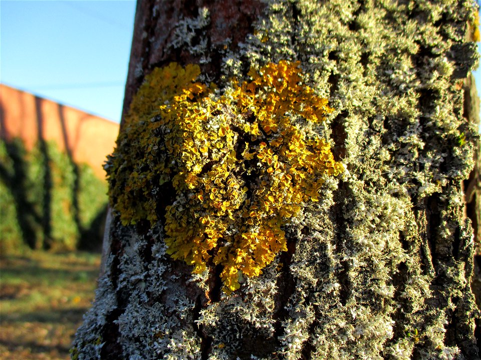 Gewöhnliche Gelbflechte (Xanthoria parietina) in Brebach