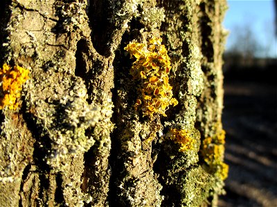 Gewöhnliche Gelbflechte (Xanthoria parietina) in Brebach