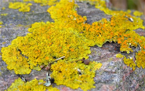 Sieninė geltonkerpė (Xanthoria parietina) Foto: Algirdas, 2005 m. lapkričio 5 d. photo