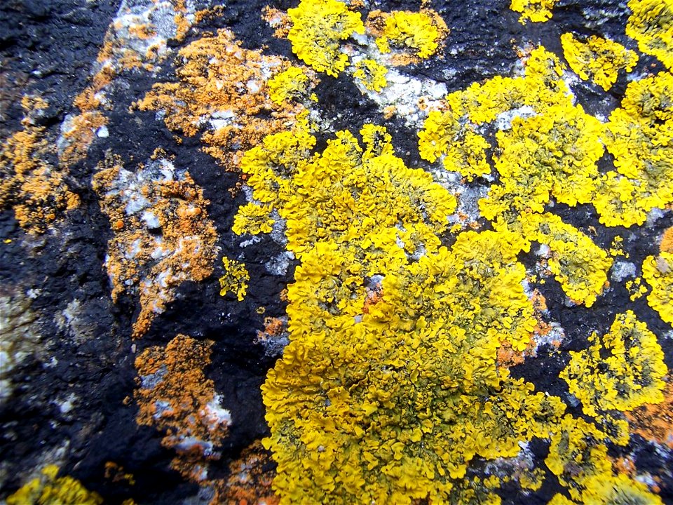 Xanthoria parietina (avec Caloplaca marina & Verrucaria maura) (Kermaden, Goulien, Bretagne, France)