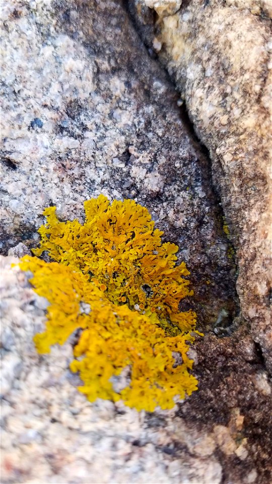 Common Sunburst Lichen (Xanthoria parietina)