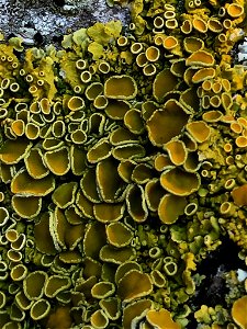 Common Sunburst Lichen (Xanthoria parietina)