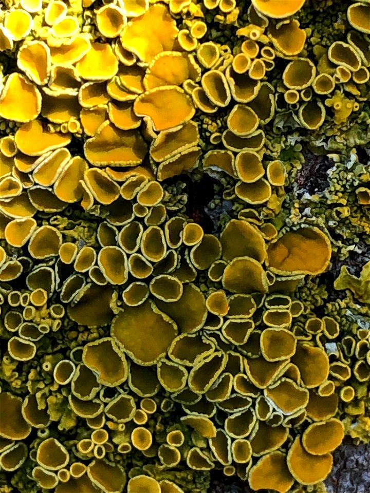 Common Sunburst Lichen (Xanthoria parietina)