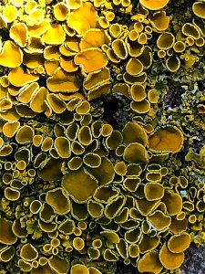 Common Sunburst Lichen (Xanthoria parietina) photo