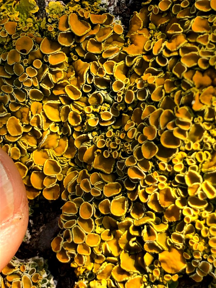 Common Sunburst Lichen (Xanthoria parietina)