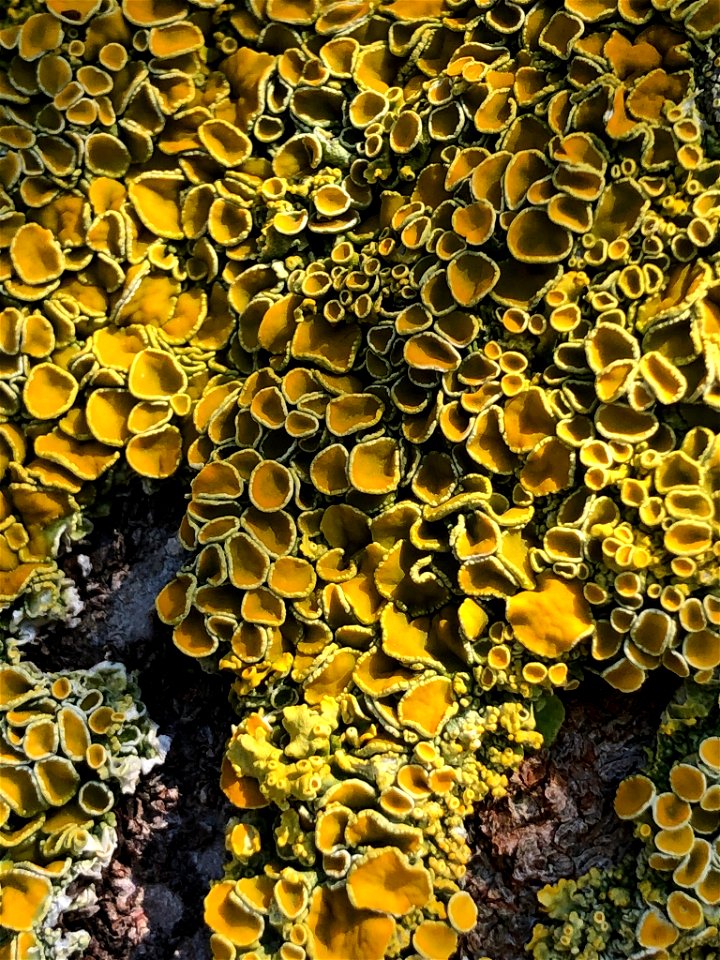 Common Sunburst Lichen (Xanthoria parietina)