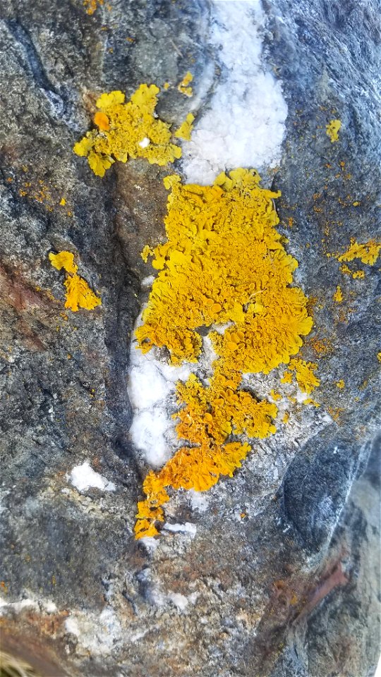 Common Sunburst Lichen (Xanthoria parietina)