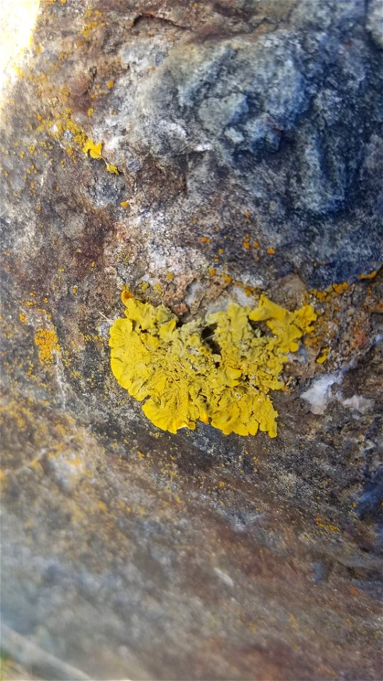 Common Sunburst Lichen (Xanthoria parietina)