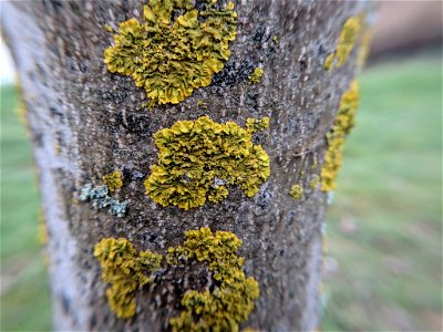 Common Sunburst Lichen (Xanthoria parietina) photo