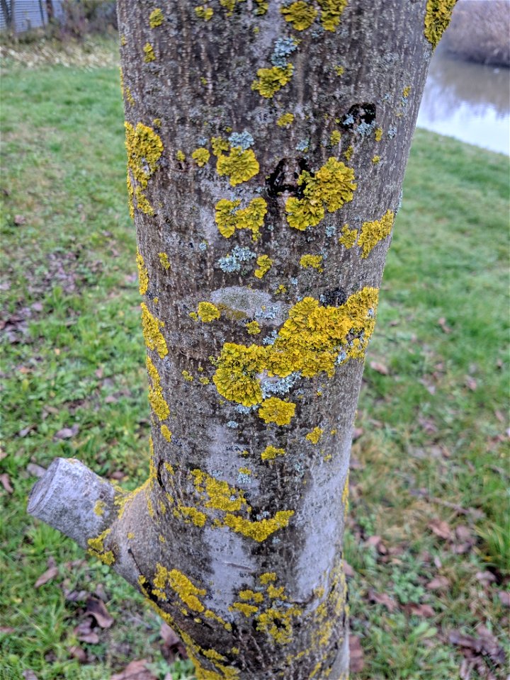 Common Sunburst Lichen (Xanthoria parietina)