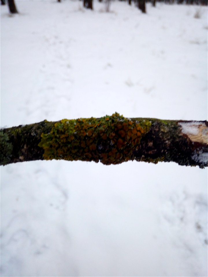 Common Sunburst Lichen (Xanthoria parietina)
