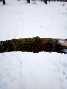 Common Sunburst Lichen (Xanthoria parietina)