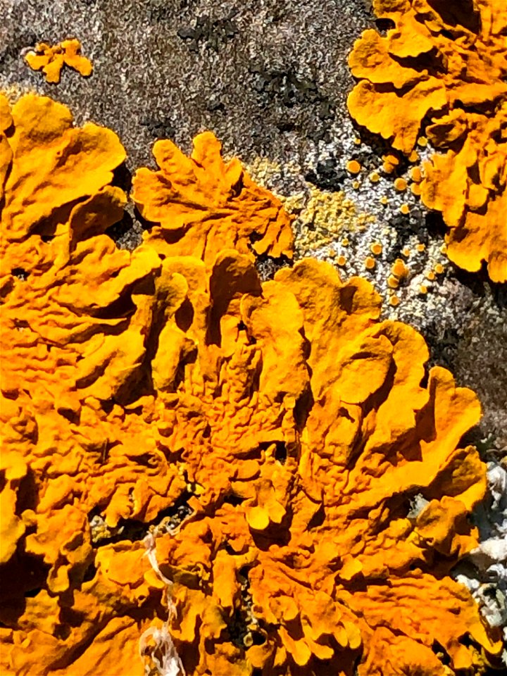 Common Sunburst Lichen (Xanthoria parietina)