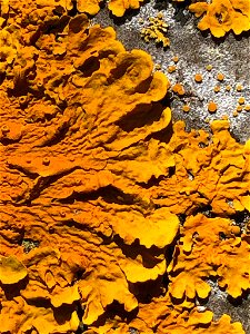 Common Sunburst Lichen (Xanthoria parietina) photo