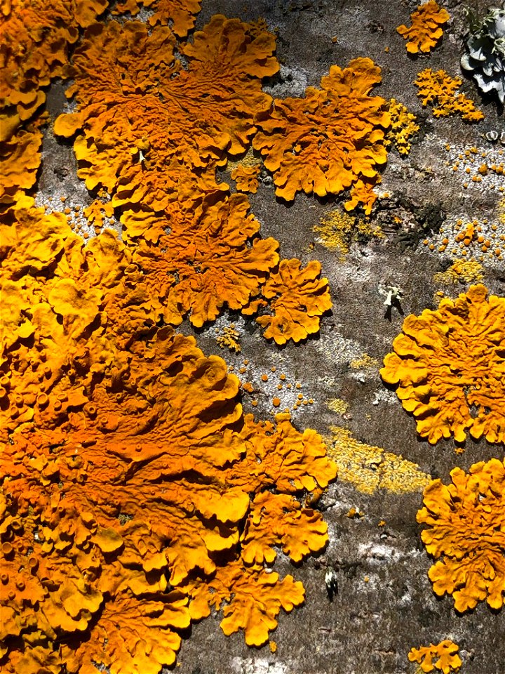 Common Sunburst Lichen (Xanthoria parietina)