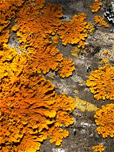 Common Sunburst Lichen (Xanthoria parietina) photo