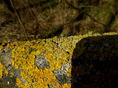 Common Sunburst Lichen (Xanthoria parietina) photo