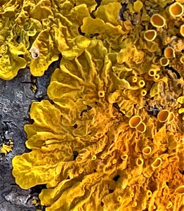 Common Sunburst Lichen (Xanthoria parietina) photo