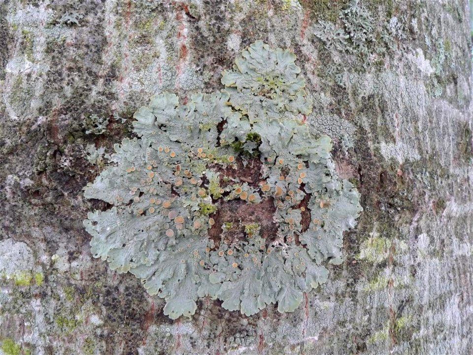 Xanthoria parietina sans pariétine, en situation ombragée (Jardin Saint-Georges, Rennes, Bretagne, France)