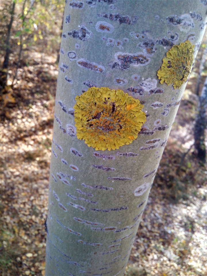Common Sunburst Lichen (Xanthoria parietina)