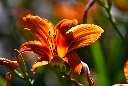 Bloom petal style