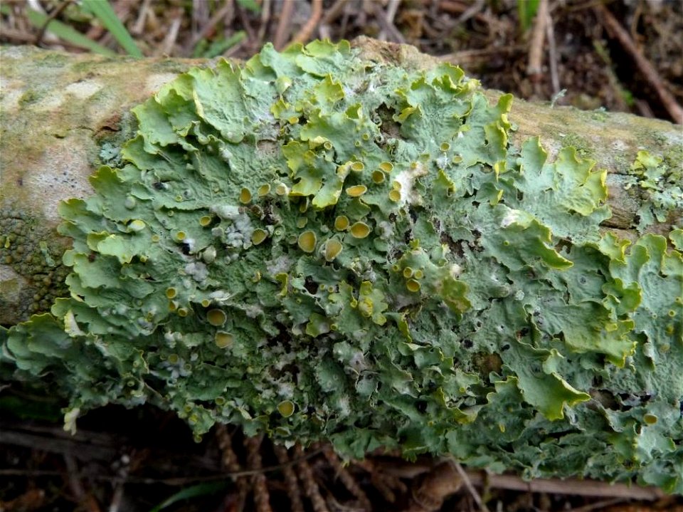Xanthoria parietina, green-grey thallus, shaded habitat