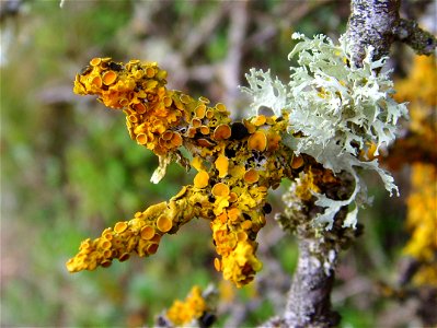Xanthoria parietina (avec Evernia prunastri) sur Prunus spinosa, Île aux Vaches (Esquibien, Finistère, Bretagne, France)