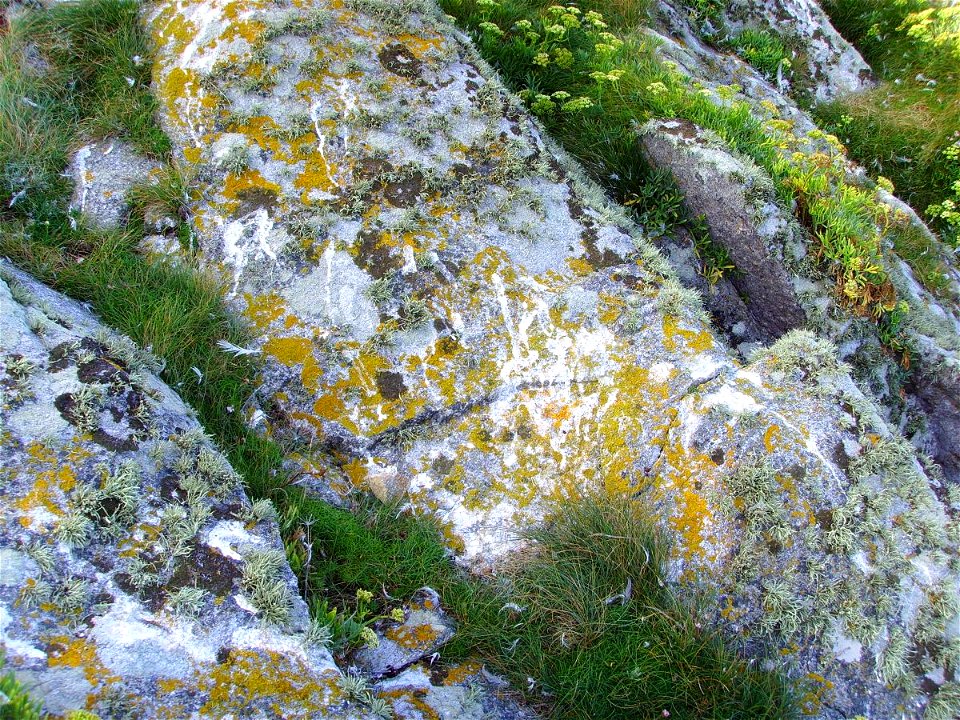 Xanthoria parietina, zone enrichie par les fientes d'oiseaux marins (Rissa tridactyla & Larus argentatus (Ti ar C'Hazh Kozh, Plogoff, Finistère, Bretagne, France)