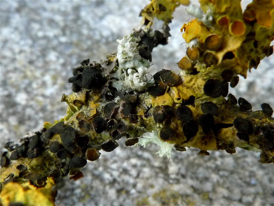Xanthoriicola physciae, champignon lichénicole sur Xanthoria parietina, sur Prunus spinosa, Trez Goarem (Esquibien, Finistère, Bretagne)