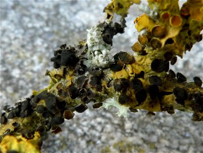 Xanthoriicola physciae, champignon lichénicole sur Xanthoria parietina, sur Prunus spinosa, Trez Goarem (Esquibien, Finistère, Bretagne)