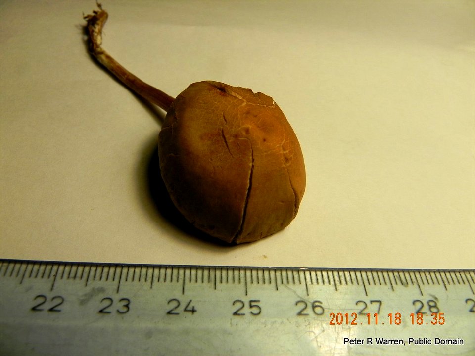 Conocybe tenera